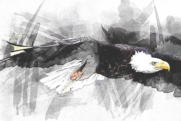 Bald Eagle Swoop Landing Hand Draw Paint White Background Illustration — Stock Photo, Image