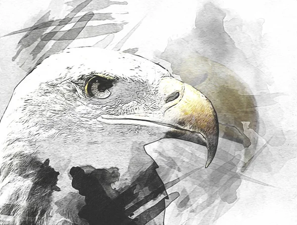 秃鹰俯冲着着陆手绘并在白色背景图上作画 — 图库照片