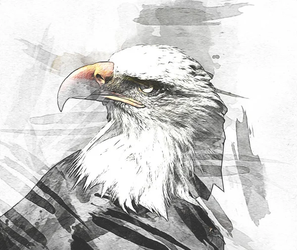 Bald Eagle Swoop Lądowania Strony Rysunku Farby Białym Tle Ilustracji — Zdjęcie stockowe