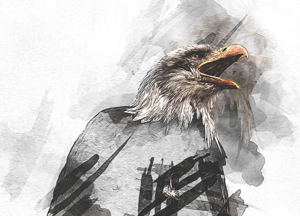 Bald Eagle Swoop Lądowania Strony Rysunku Farby Białym Tle Ilustracji — Zdjęcie stockowe