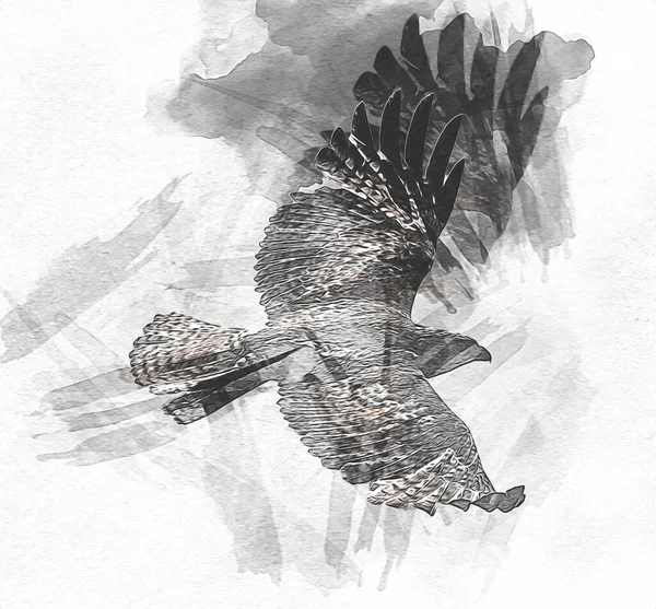 Falcon Arka Plan Illüstrasyonuna Çizimi Boya Rengi Şahin Klasik Retro — Stok fotoğraf