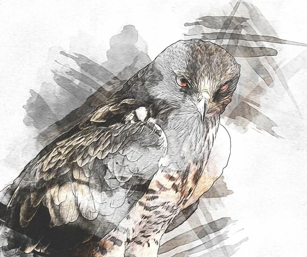 Falcon Atterrissage Swoop Main Dessiner Peindre Couleur Sur Illustration Fond — Photo