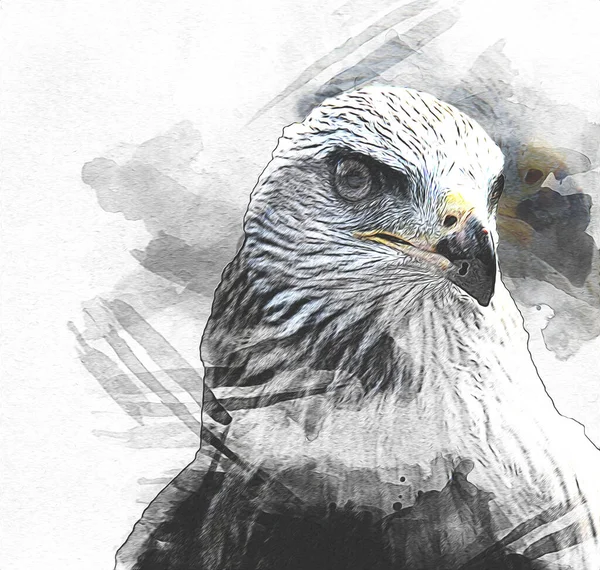 Falcon Landning Svep Hand Rita Och Måla Färg Bakgrund Illustration — Stockfoto