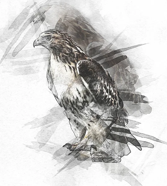 Falcon landing swoop hand draw and paint color on background illustration, hawk vintage retro
