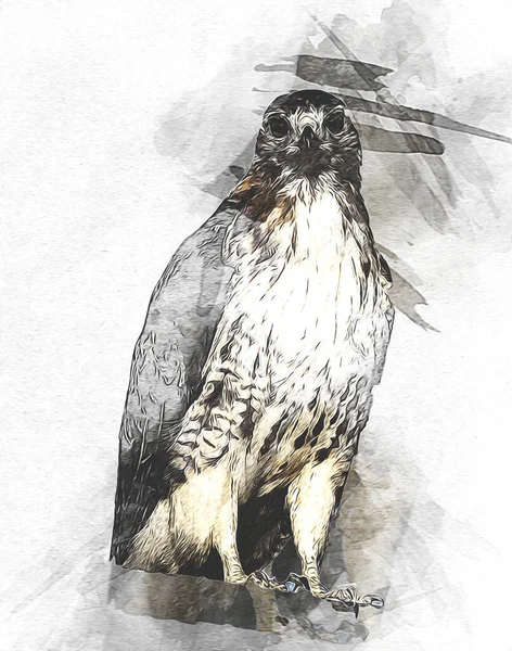 Falcon Landing Swoop Hand Draw Paint Color Background Illustration Hawk — Stock Photo, Image