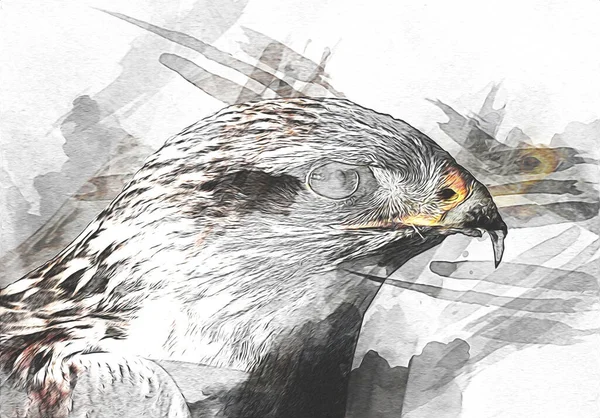 Falcon Přistání Swoop Ruční Kreslení Barvy Pozadí Ilustrace Hawk Vintage — Stock fotografie