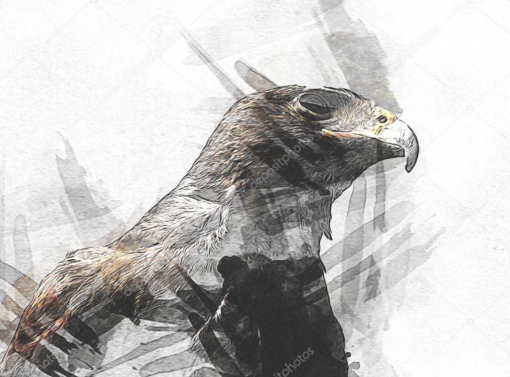 Falcon landing swoop hand draw and paint color on background illustration, hawk vintage retro