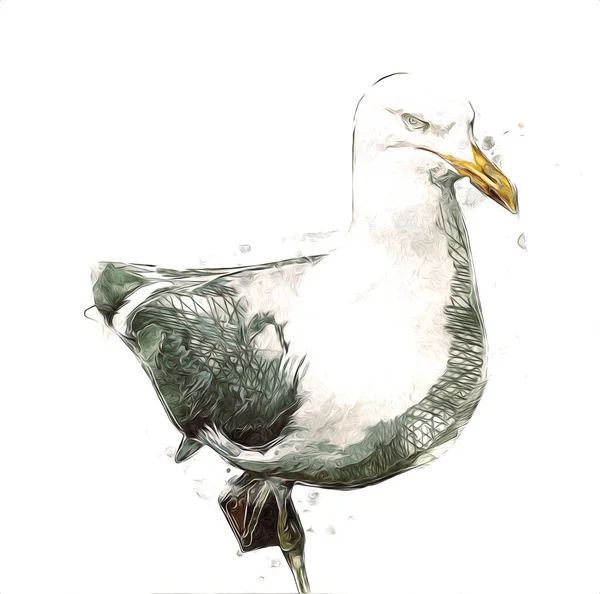 Las Aves Marinas Blancas Del Atlántico Vuelan Cielo Gaviota Playa —  Fotos de Stock