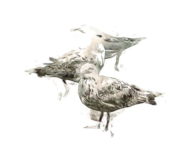 Atlantycki Biały Ptak Latać Niebie Mewa Plażowa Ptaki Morskie Mewa — Zdjęcie stockowe