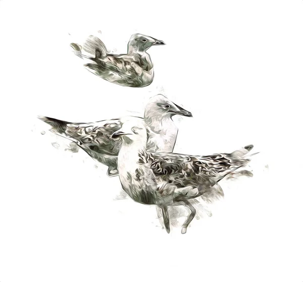 Атлантические Белые Морские Птицы Летают Небе Пляжная Чайка Морские Птицы — стоковое фото