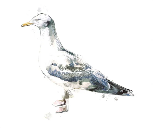 Las Aves Marinas Blancas Del Atlántico Vuelan Cielo Gaviota Playa —  Fotos de Stock