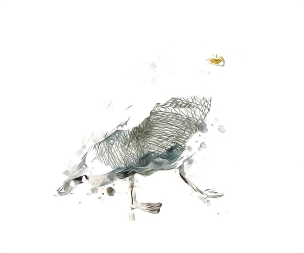 Atlantický Bílý Mořský Pták Letí Obloze Racek Mořský Mořští Ptáci — Stock fotografie