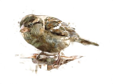Serçe kuşu klasik illüstrasyon sanatı eskiz çiziyor antika eski