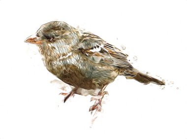 Serçe kuşu klasik illüstrasyon sanatı eskiz çiziyor antika eski