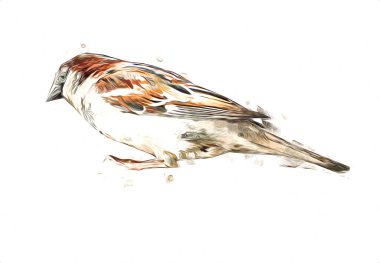 Serçe kuşu klasik illüstrasyon sanatı eskiz çiziyor antika eski