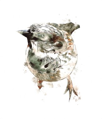 Serçe kuşu klasik illüstrasyon sanatı eskiz çiziyor antika eski