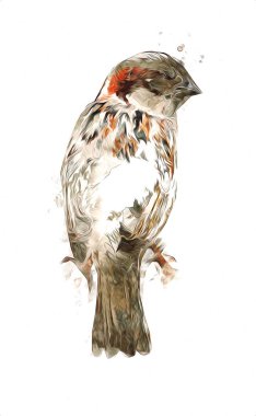 Serçe kuşu klasik illüstrasyon sanatı eskiz çiziyor antika eski