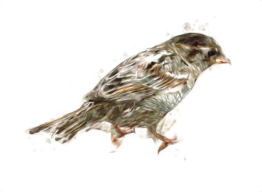 Serçe kuşu klasik illüstrasyon sanatı eskiz çiziyor antika eski