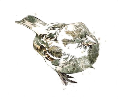 Serçe kuşu klasik illüstrasyon sanatı eskiz çiziyor antika eski