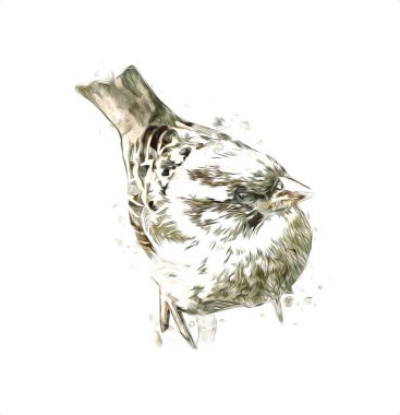 Serçe kuşu klasik illüstrasyon sanatı eskiz çiziyor antika eski