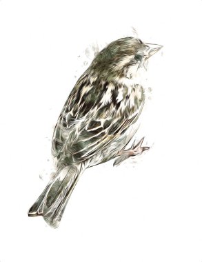 Serçe kuşu klasik illüstrasyon sanatı eskiz çiziyor antika eski