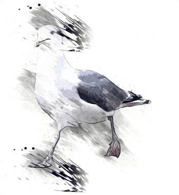 Atlantic white seabird fly at sky. Beach seagull . Sea birds, gull cartoon art illustration clipart