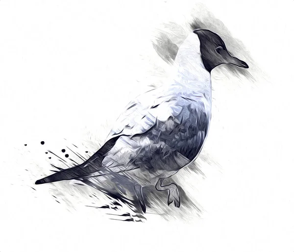 Atlantik Beyaz Deniz Kuşu Gökyüzünde Uçar Plaj Martısı Deniz Kuşları — Stok fotoğraf