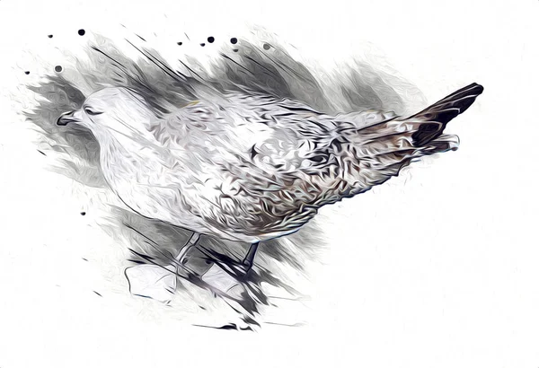 Atlantic white seabird fly at sky. Beach seagull . Sea birds, gull cartoon art illustration