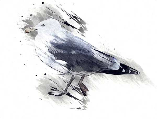 Atlantic White Seabird Fly Sky Beach Seagull Sea Birds Gull — Stock Photo, Image