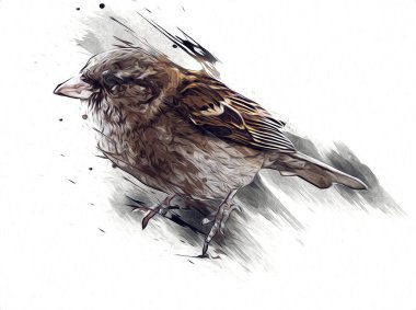 Serçe kuşu klasik illüstrasyon sanatı eskiz çiziyor antika eski