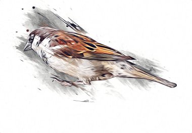 Serçe kuşu klasik illüstrasyon sanatı eskiz çiziyor antika eski