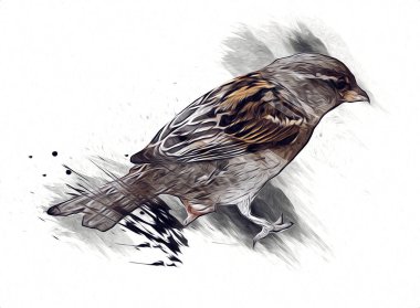 Serçe kuşu klasik illüstrasyon sanatı eskiz çiziyor antika eski