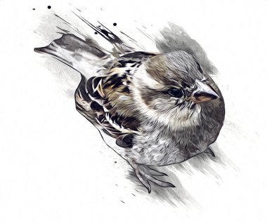 Serçe kuşu klasik illüstrasyon sanatı eskiz çiziyor antika eski