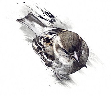 Serçe kuşu klasik illüstrasyon sanatı eskiz çiziyor antika eski