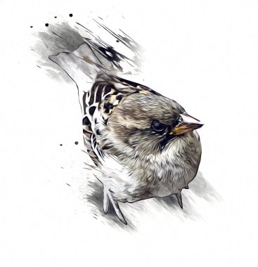 Serçe kuşu klasik illüstrasyon sanatı eskiz çiziyor antika eski