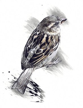 Serçe kuşu klasik illüstrasyon sanatı eskiz çiziyor antika eski