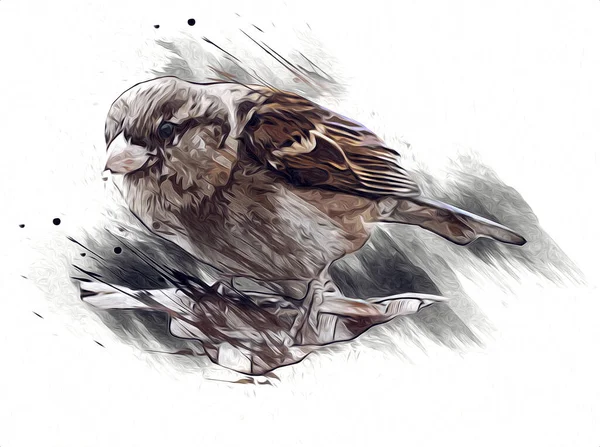Gorrión Pájaro Vintage Ilustración Arte Dibujo Boceto Antiguo Retro —  Fotos de Stock