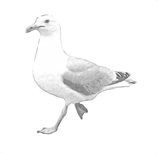 Atlantische Weiße Seevögel Fliegen Himmel Strandmöwe Seevögel Möwe Cartoon Art — Stockfoto