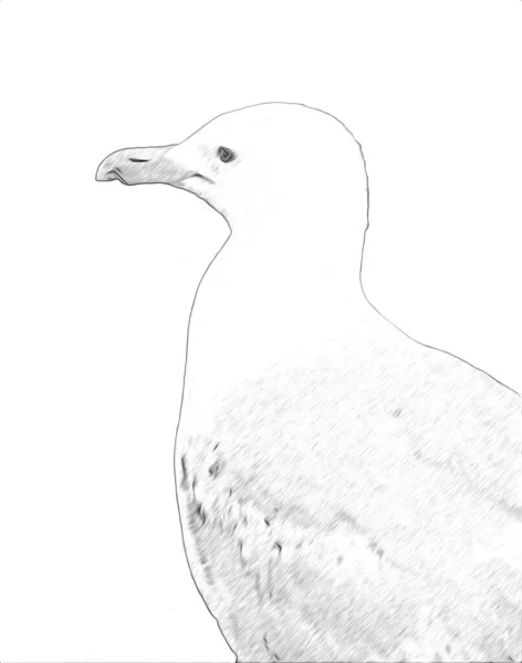 Atlantický Bílý Mořský Pták Letí Obloze Racek Mořský Mořští Ptáci — Stock fotografie