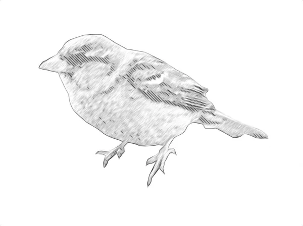 Vrabec Pták Vintage Ilustrace Umění Kreslení Náčrtek Starožitný Retro Starý — Stock fotografie