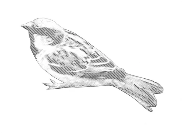 Passero Uccello Vintage Illustrazione Arte Disegno Schizzo Antico Retrò Vecchio — Foto Stock
