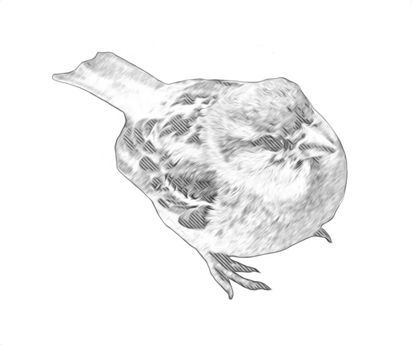 Wróbel Ptak Vintage Ilustracja Sztuka Rysunek Szkic Antyczny Retro Stary — Zdjęcie stockowe