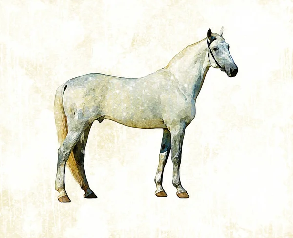 Pintura Grunge Ilustração Cavalo Colorido Arte — Fotografia de Stock