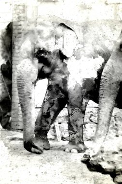 Kalem sanatı çiziminden fil çizimi