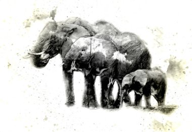 Kalem sanatı çiziminden fil çizimi