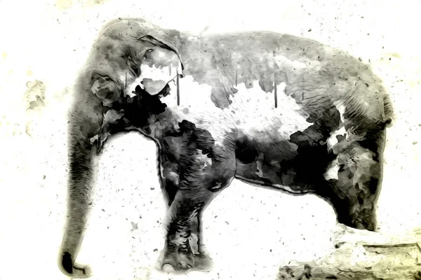 Kalem sanatı çiziminden fil çizimi