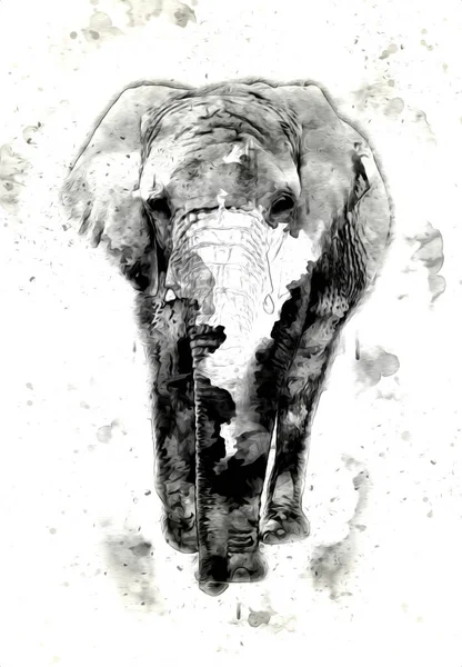 Desenho Elefante Ilustração Arte Lápis — Fotografia de Stock