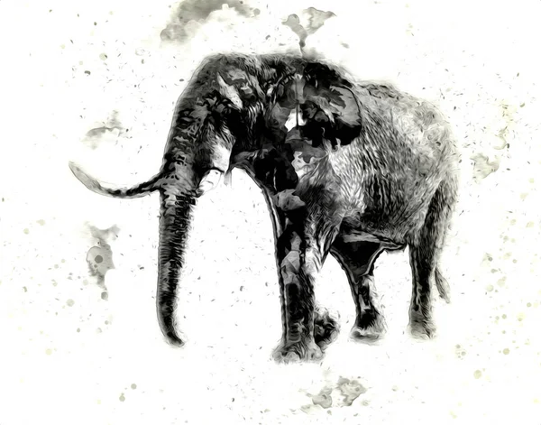 Desenho Elefante Ilustração Arte Lápis — Fotografia de Stock