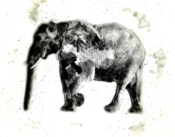 Kalem sanatı çiziminden fil çizimi