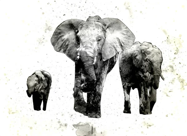 Ελεφαντόδοντο Σχέδιο Από Εικονογράφηση Μολύβι Τέχνης — Φωτογραφία Αρχείου